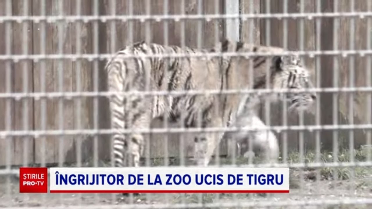 Momentul în care îngrijitorul de la Zoo Pitești a fost ucis de tigru, surprins de o cameră