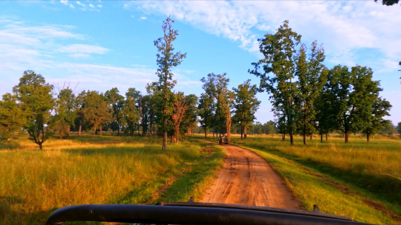 Tiger Safari in Madhya Pradesh – Epic Wildlife Experience!
