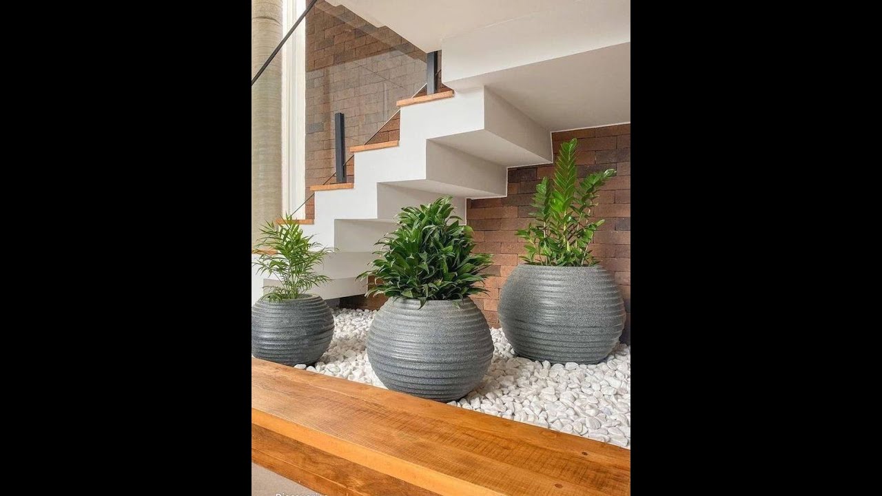 House Plants 2024☘️ /Best Indoor Plants For home