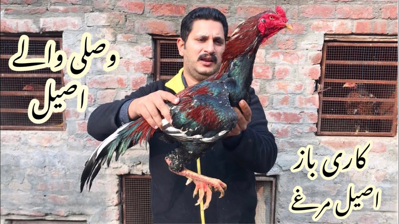 Sahiwal aseel waliyan waly breed hens and roosters