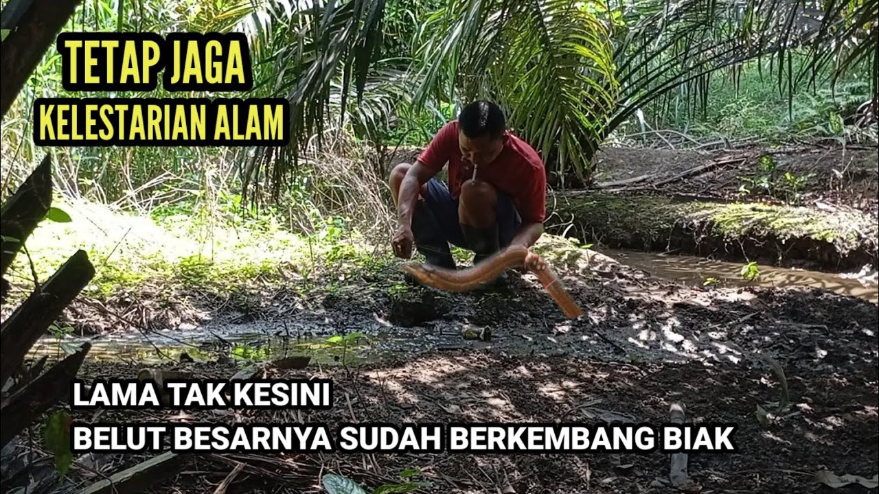KELESTARIAN MASIH TERJAGA, BANYAK BELUT BESAR BERKEMBANG BIAK