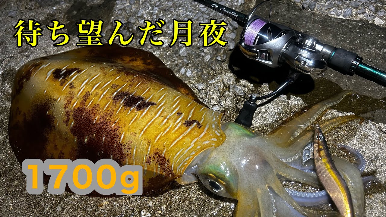 最後まで油断出来ない理由を知った【種子島エギング】