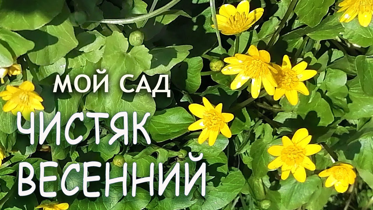 ЧИСТЯК ВЕСЕННИЙ Лютик Жабник