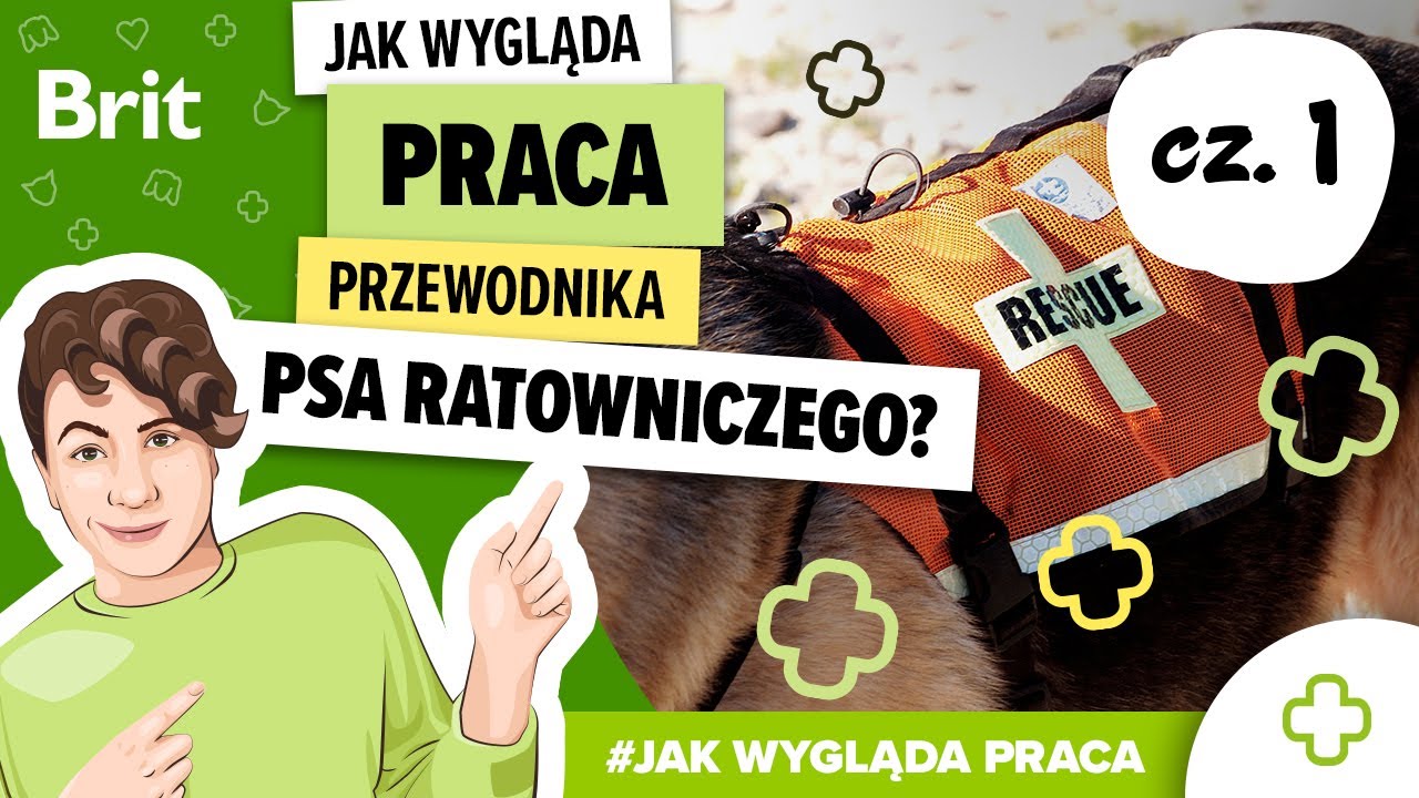 JAK WYGLĄDA PRACA: Przewodnika psa ratowniczego? Jak psy odnajdują ludzi? [cz.1] - Brit Polska