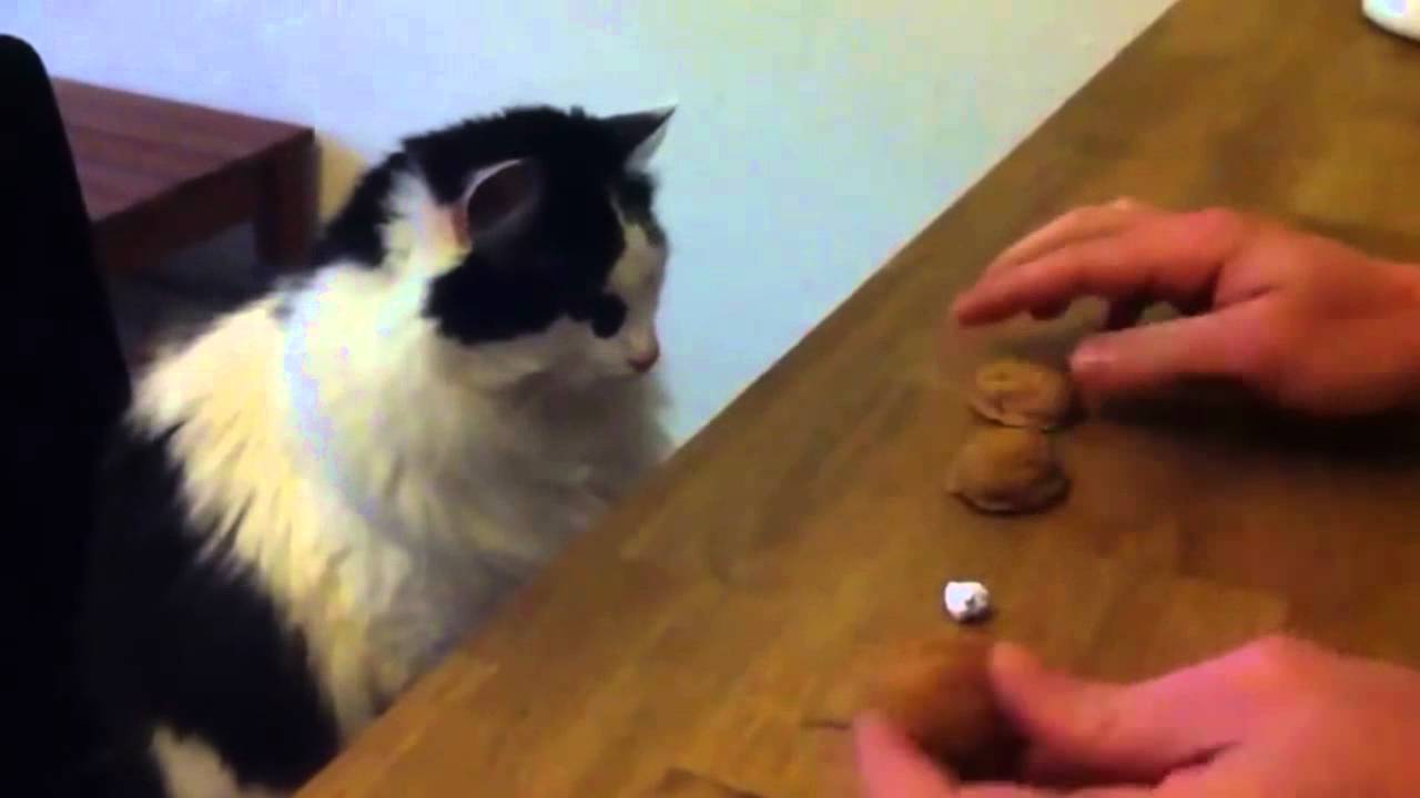 Gato Trilero