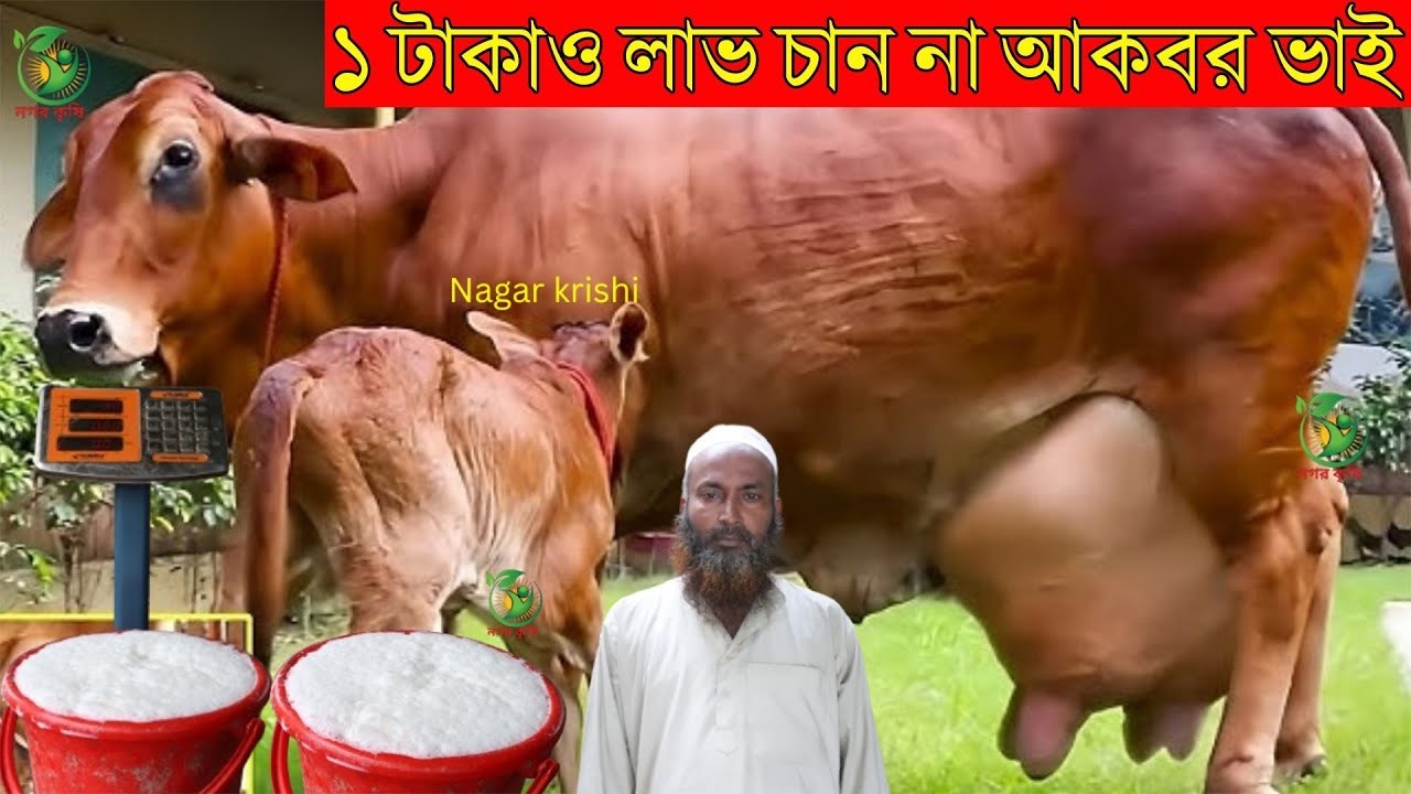 ১ টাকাও লাভ চান না ! কেনা দাম বলে গরু বিক্রি করলেন আকবর ভাই ! সীমিত দামে বিগ সাইজের গাভী krishi tv