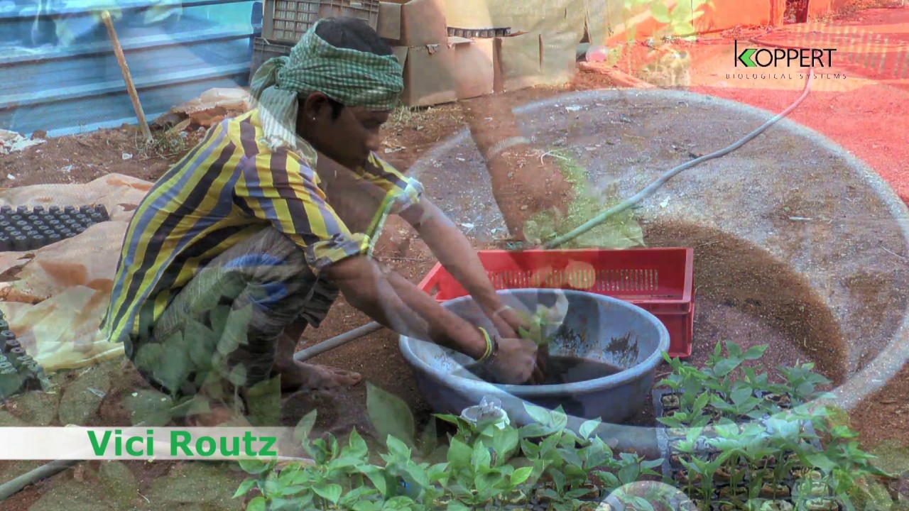 Koppert Biological Systems India Pvt Ltd, partners with nature