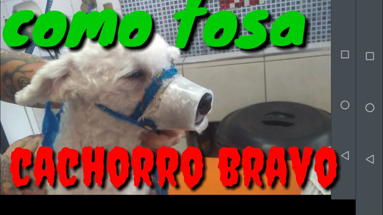 DICAS ! Passo a passo ,Como (Tosa cachorro BRAVO.)