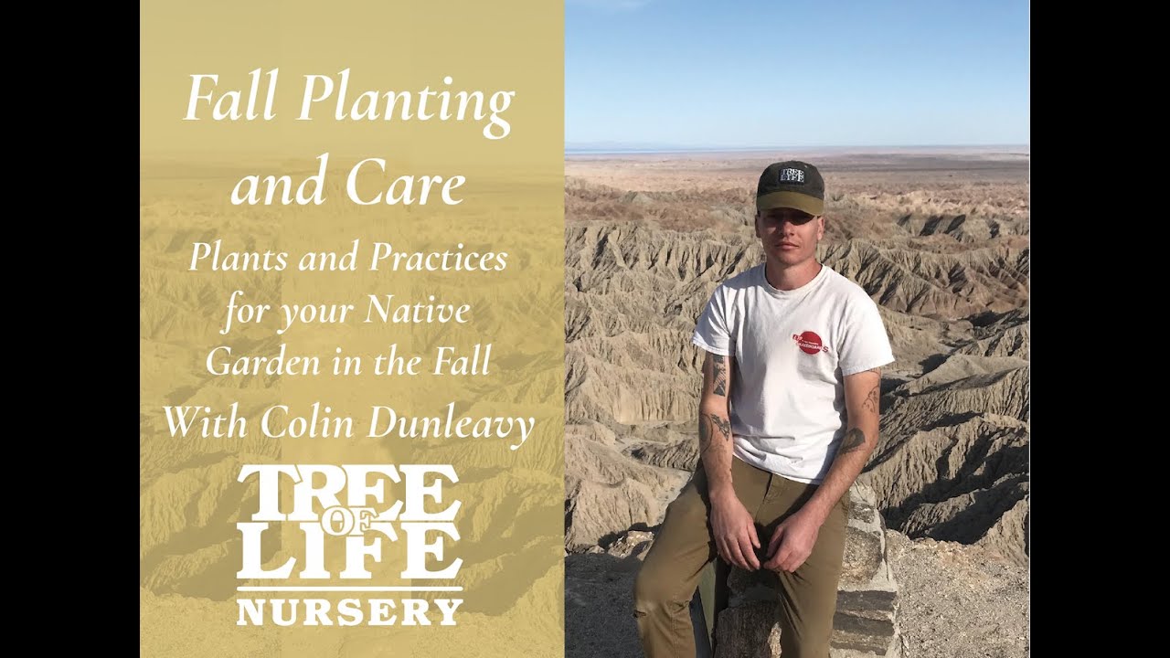 Expert Landscaper's Favorite Native Plants for Fall