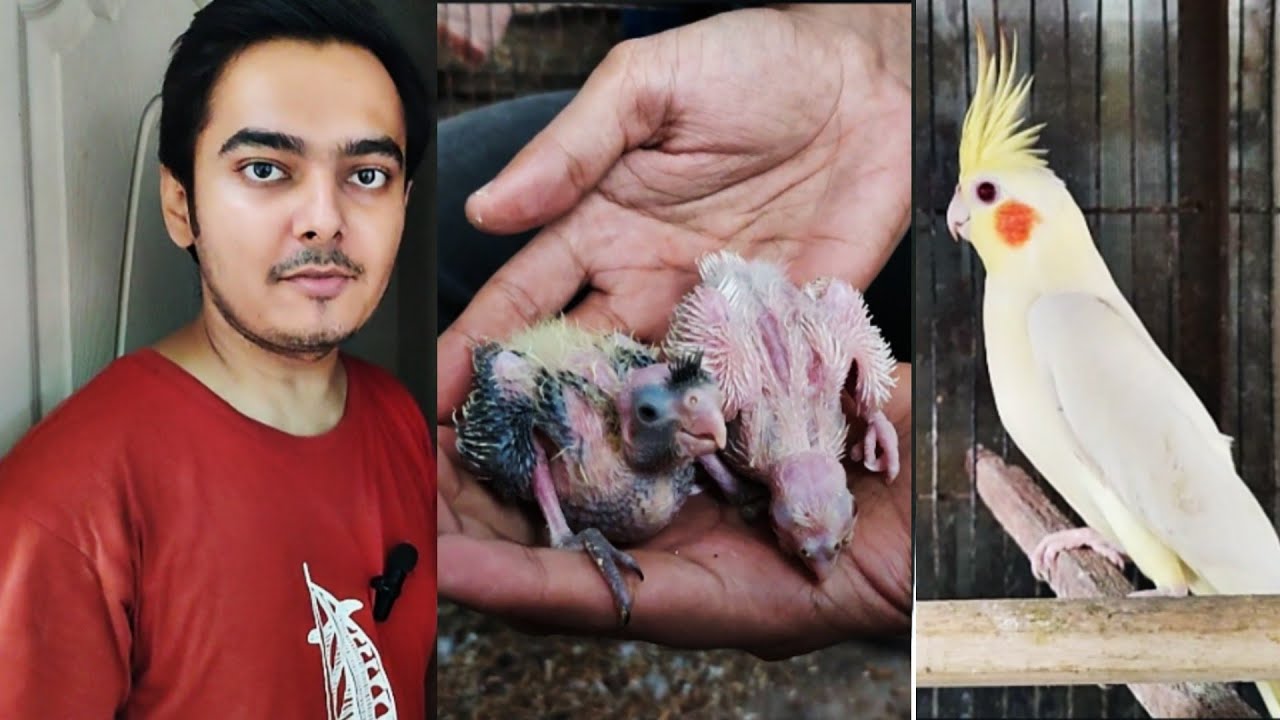 cockatiel Breeding progress | Part 690 | Ahsan Pets