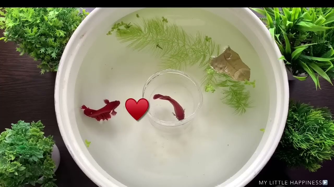 Setting up a beautiful Tank for my betta fish