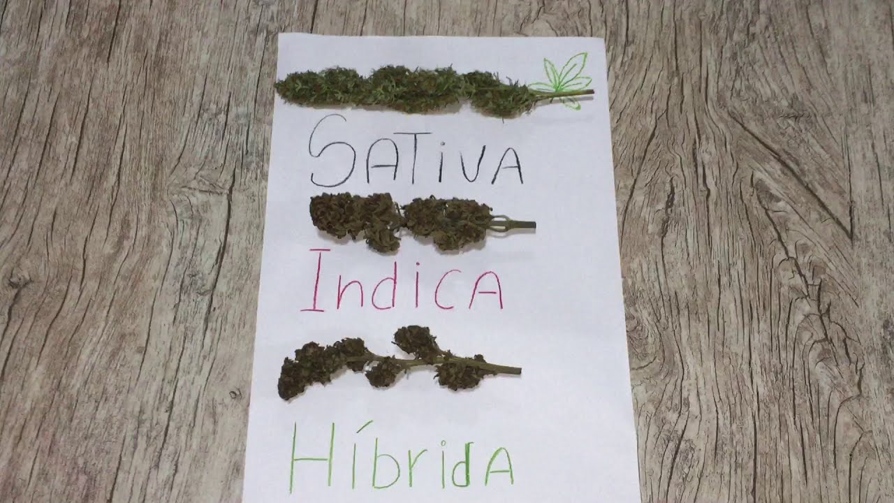 Sativa, Indica e H&iacute;brida diferen&ccedil;as dos buds (cannabis medicinal)