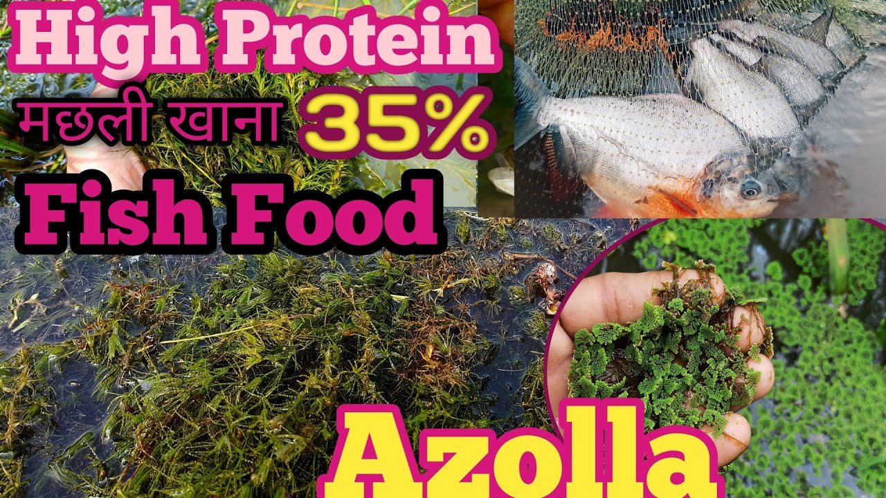 Natural fish food 35% high protein Machhali ka khana free mein Ghar per desi Jugaad Machhali farming