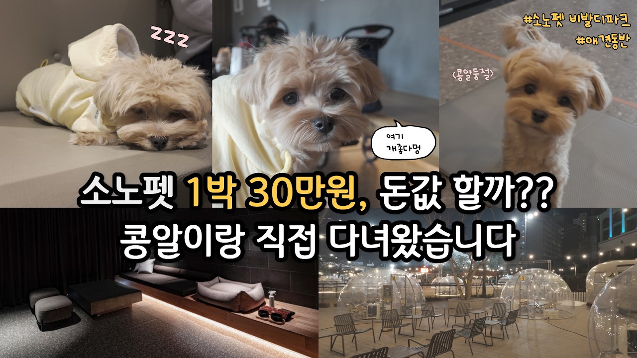 소노펫비발디파크 1박 30만원, 돈값 할까?? 콩알이랑 직접 다녀왔습니다! #김콩알씨 #콩알이