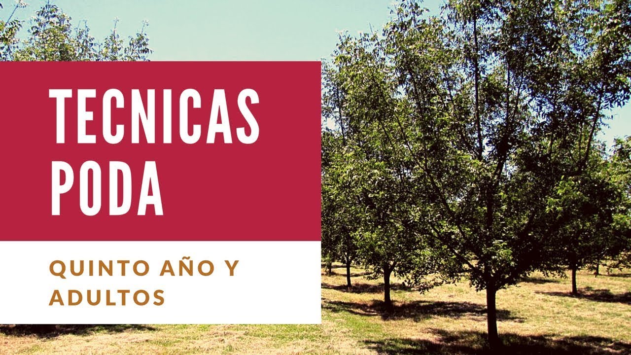 Nogal Pecan Poda QUINTO año |  Julio Madeiros  Pecan Argentina