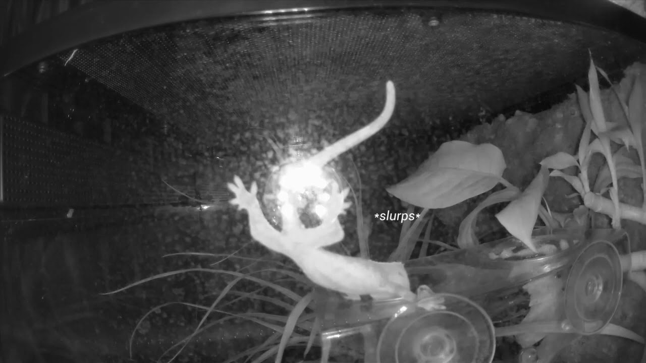 I recorded what my crested gecko does at night