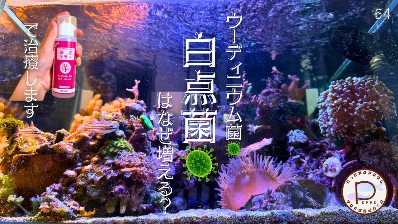 白点キラーで治療します　#ぴっぴアクアリウム    2025/02/05