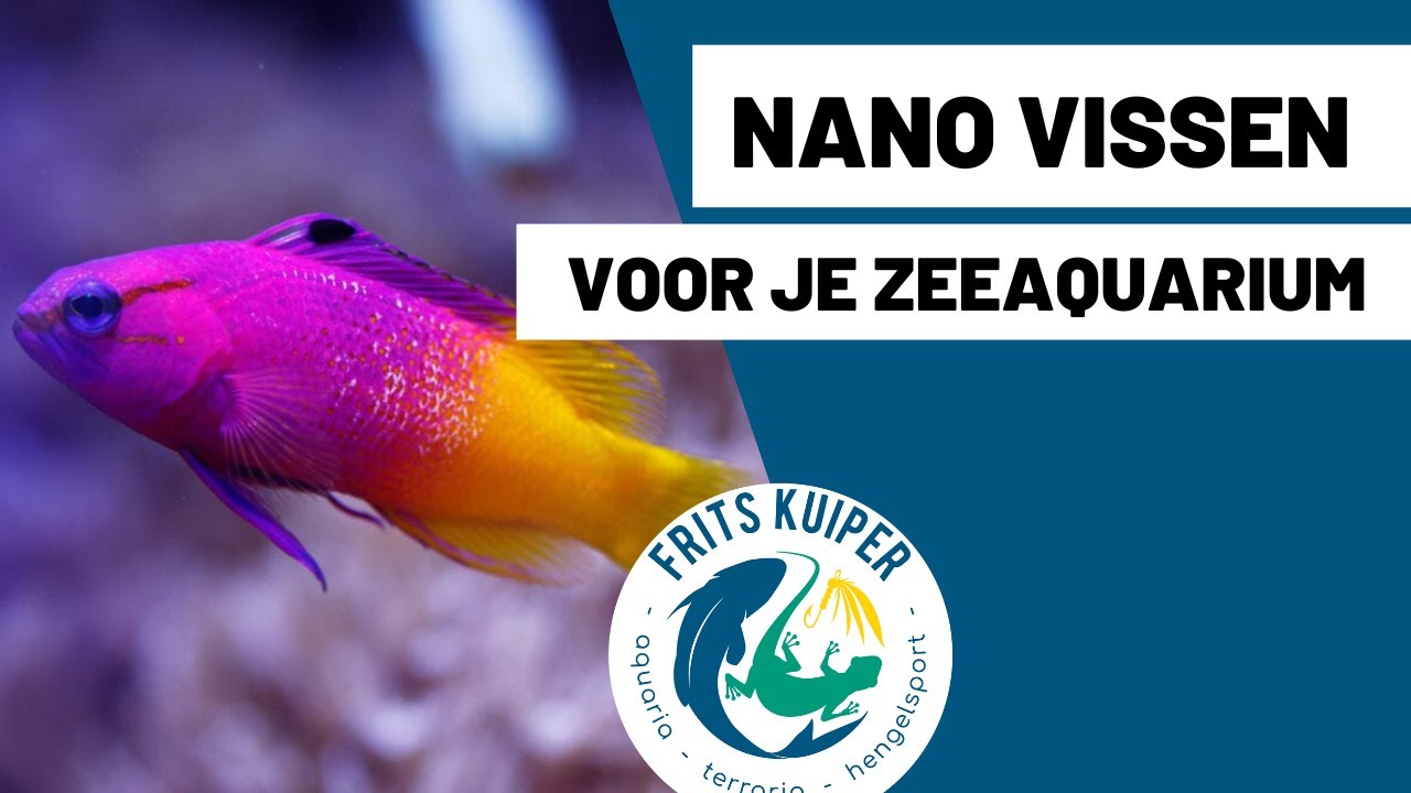Nano vissen voor zeeaquarium