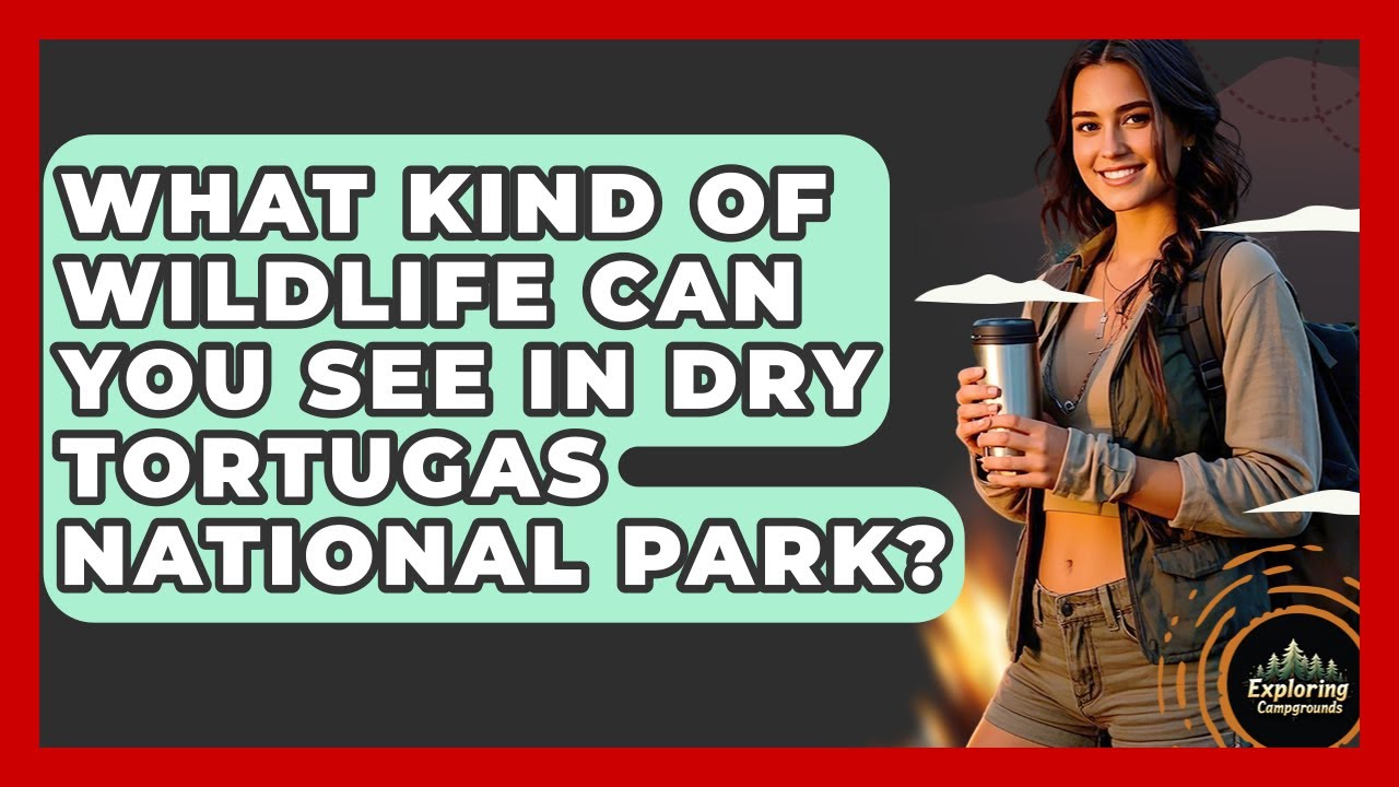 What Kind Of Wildlife Can You See In Dry Tortugas National Park? - Exploring Campgrounds