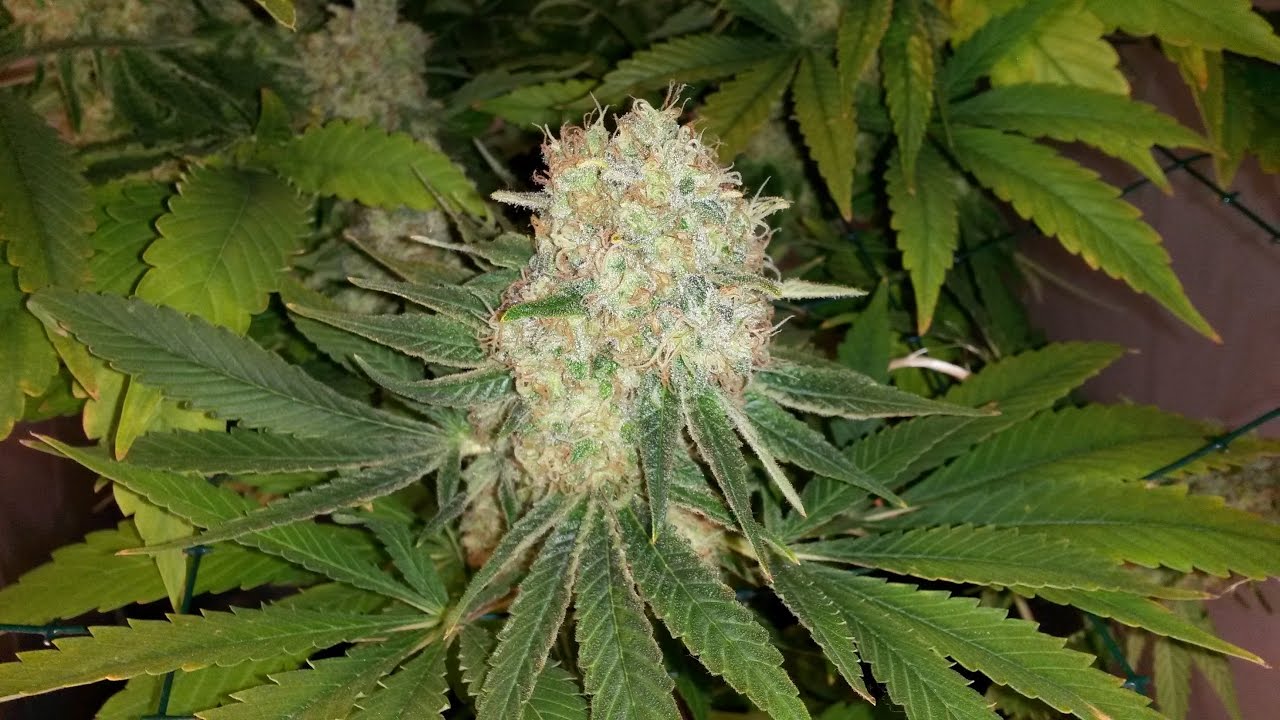 Medical CBD Skunk Haze Grow 250w One Plant Flowering Day 43 to 70 & Jorge`s Diamond