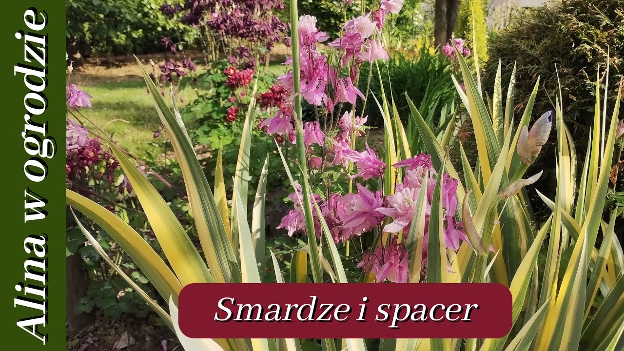 Siejemy smardze i spacerujemy po ogrodzie