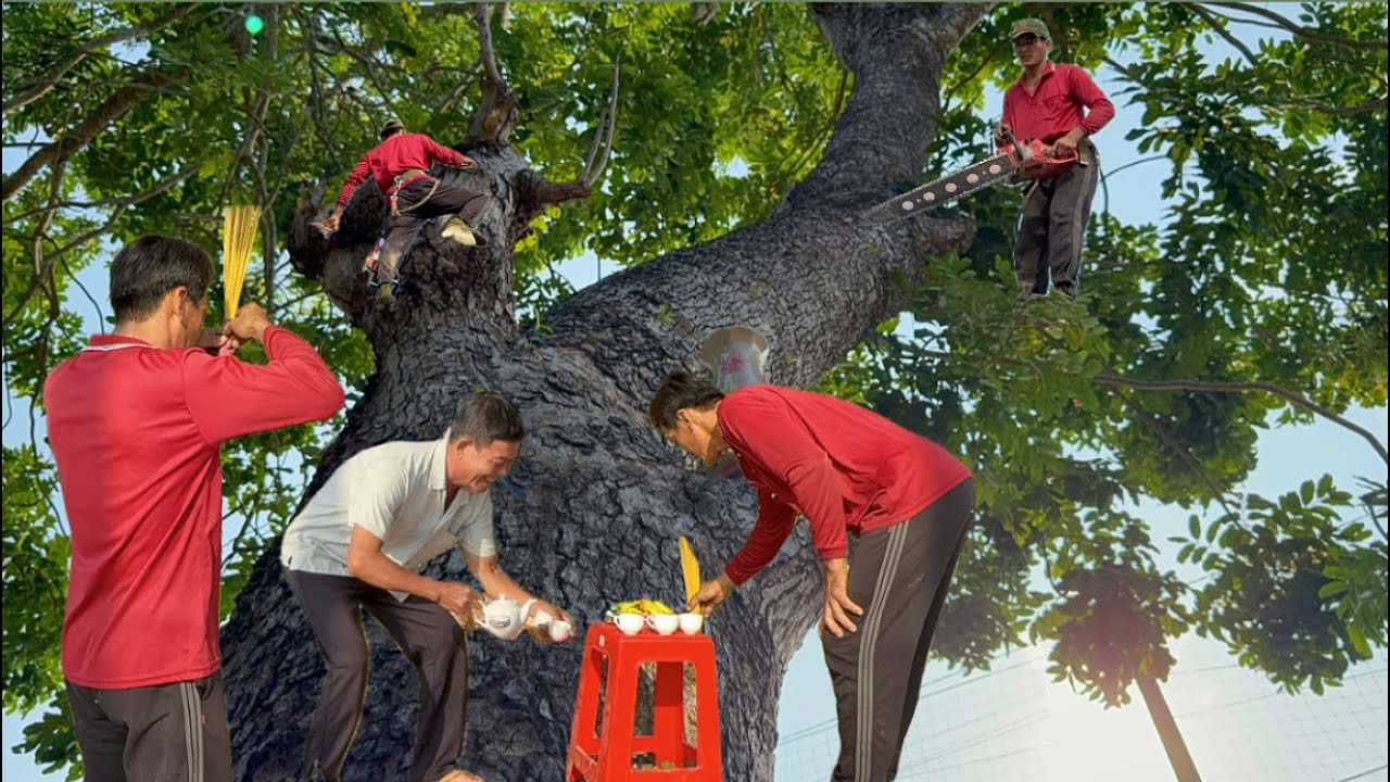 Cưa c&acirc;y x&agrave; cừ si&ecirc;u khủng t&agrave;n si&ecirc;u to gần s&acirc;n bay lương Phi ￼
