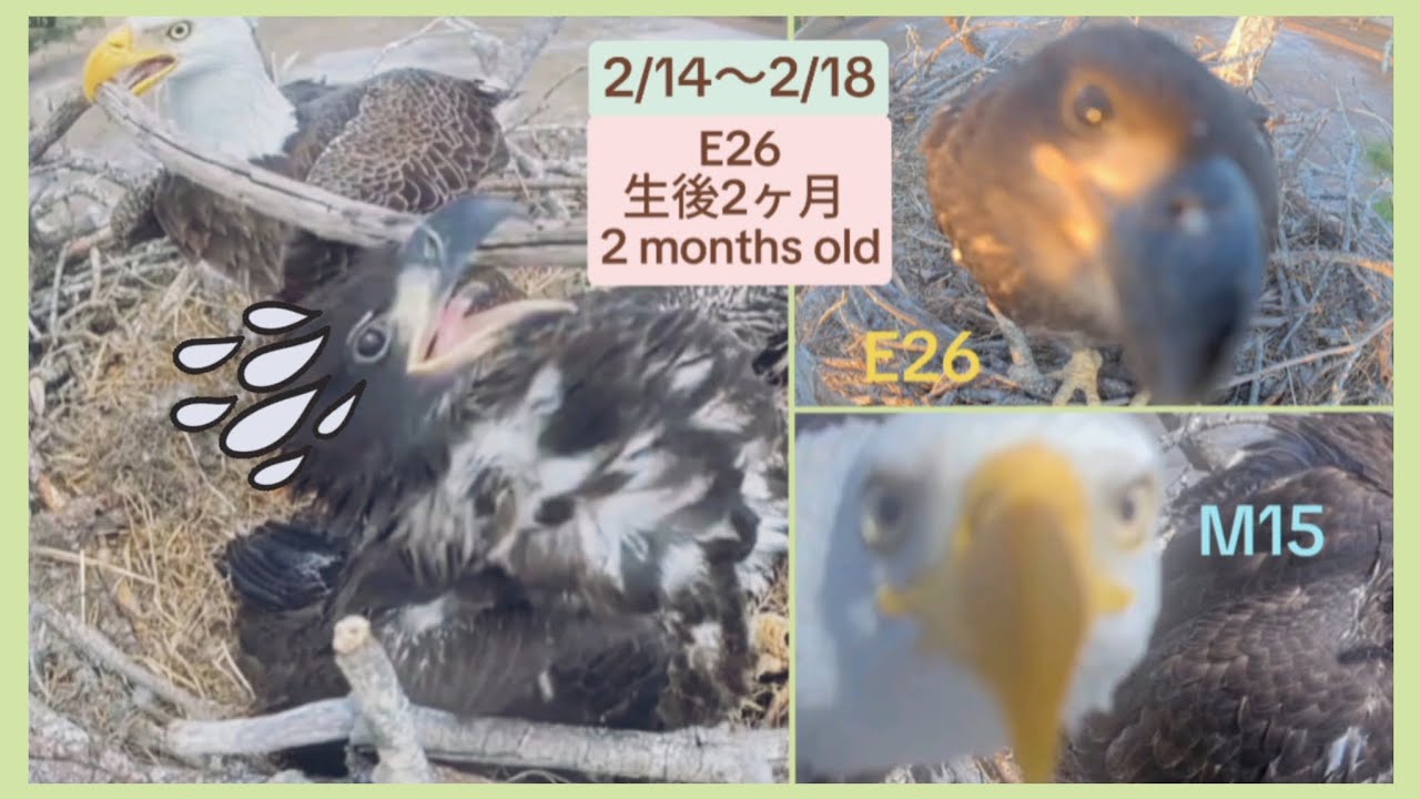 【2/14〜2/18   】E26 生後2ヶ月  / 2 months old【2025 - 26 Southwest Florida Eagle Cam  No.15】