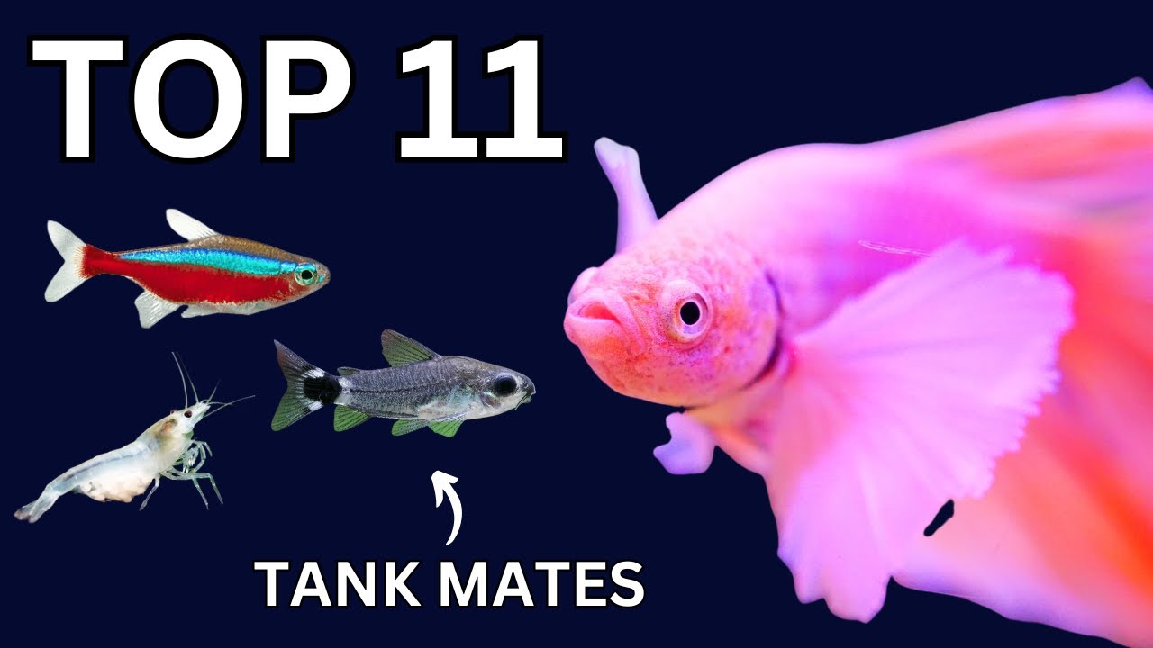 Top 11 Betta Fish Tankmates That Actually Work!