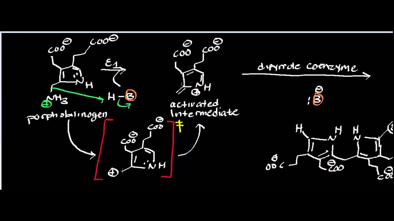 Biochemistry | Porphobilinogen Deaminase - Physiology, Biochemistry, & Mechanism