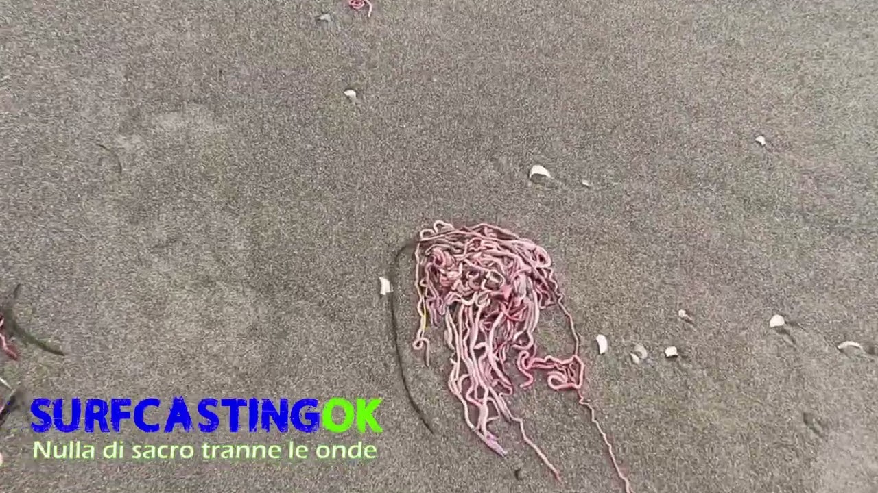 Surfcasting in Alto Adriatico: mareggiata di scirocco in Brussa