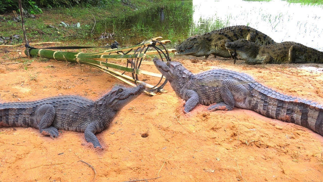 This is awesome, Creative Man Make Best Crocodile Trap| Amazing crocodile Trap 100%