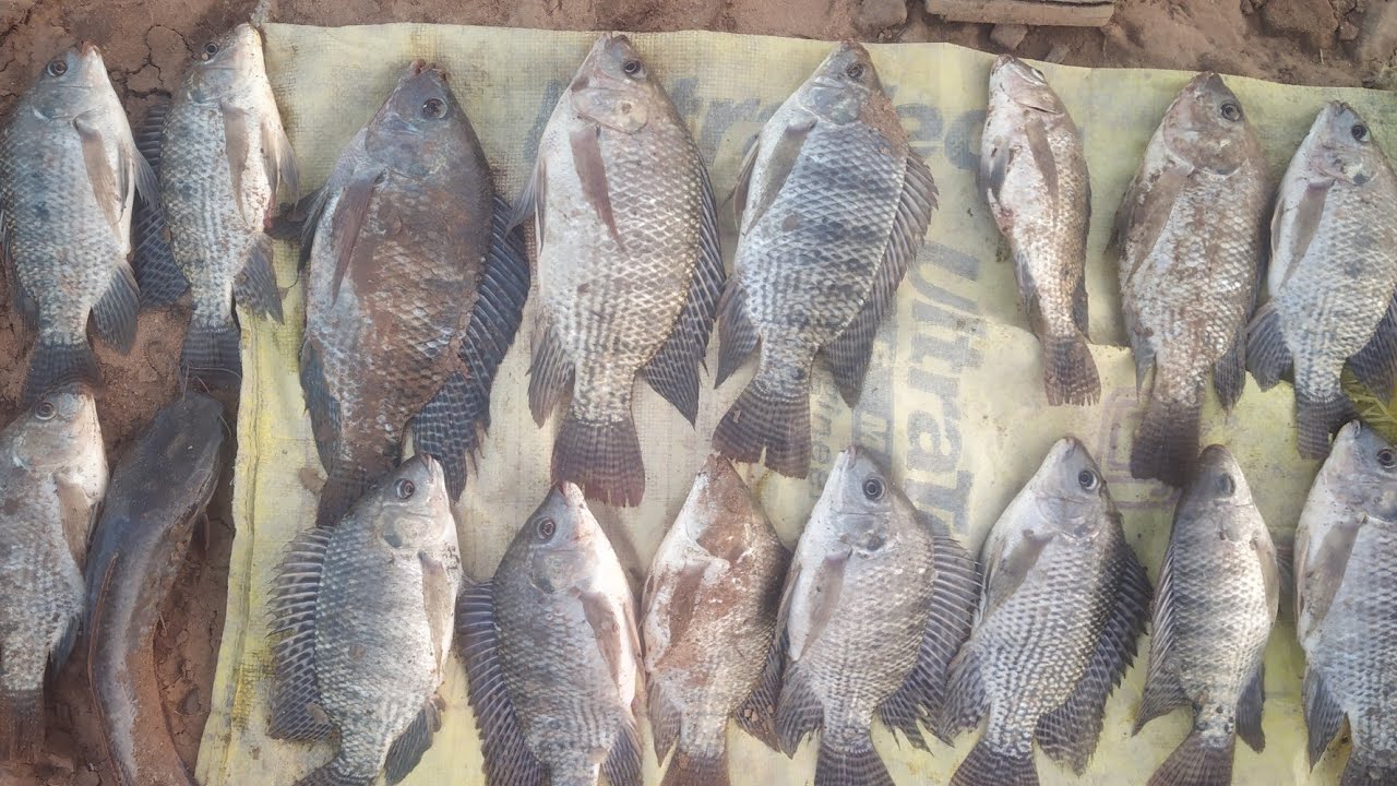 Tilapia fishing pop up bait fishing Hidkal dam back water fishing 🎣