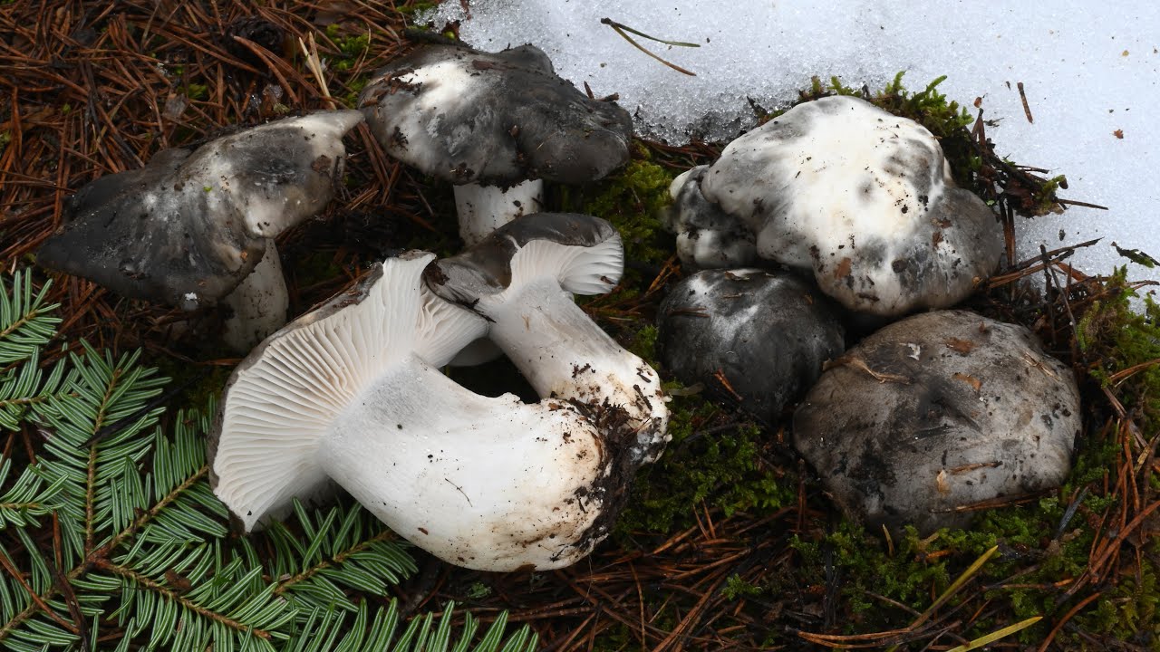 Alla scoperta dei funghi marzuoli nella neve!