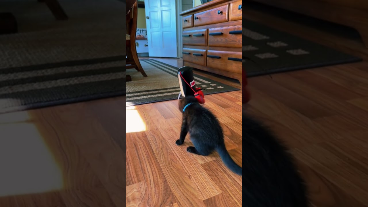 This durable boxing toy is WAY more fun to attack than your new couch.