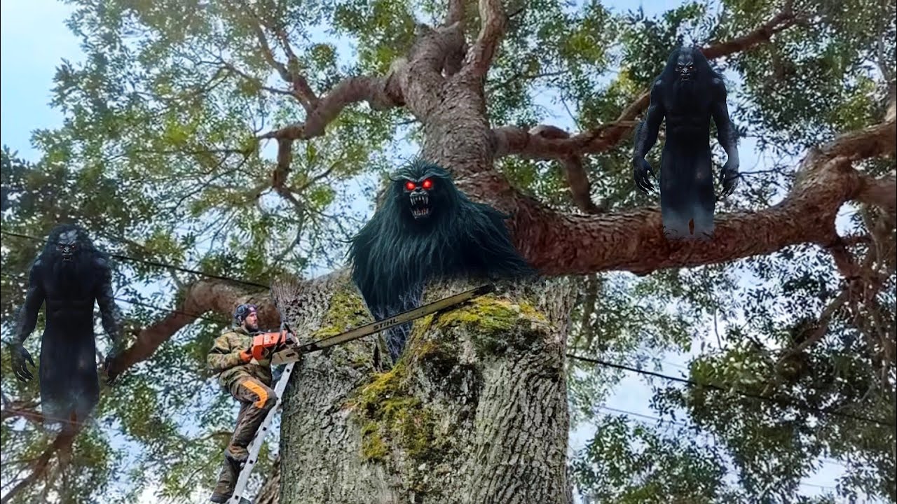 Ekstrim dan berbahaya! Seorang pria menebang kayu raksasa saat angin besar dan hujan