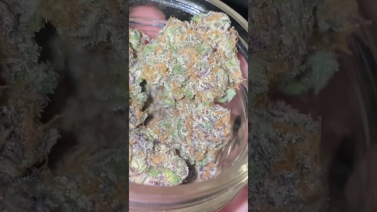 DINOSAUR FOOD STRAIN BRED BY L.A. M.AD.E #cannabis #dinosaurfoodstrain #dinosaurfood #420