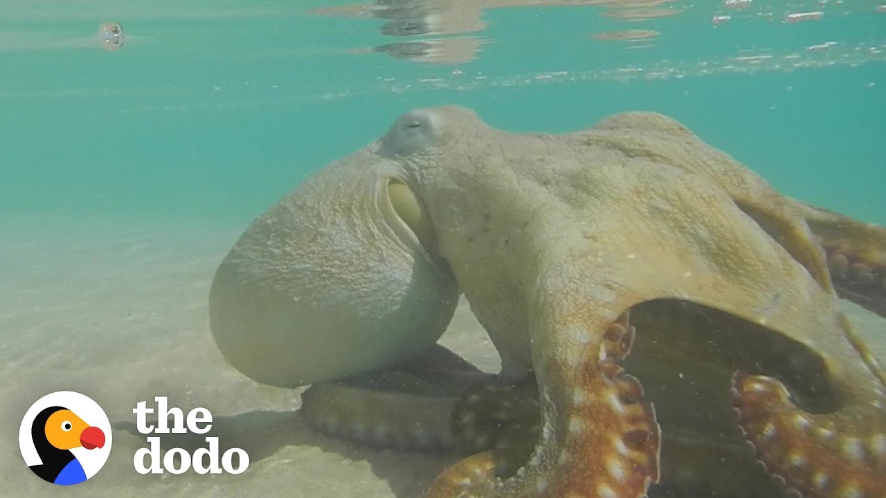 Octopus Thanks The People Who Saved His Life | The Dodo