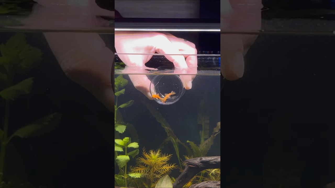 The Internal Organs of a Pleco Fish! #aquarium #aquascapelowtech #aquascape