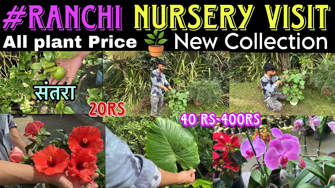 Ranchi Nursery Visit| All Plant Price💲and Collection |Rajdhani Nursery,Argora Chowk