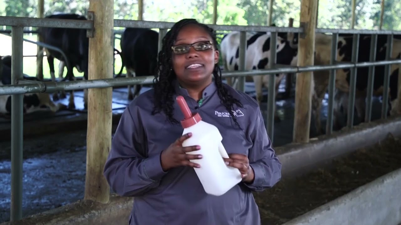 Lesson 2   Cow Management after Birth