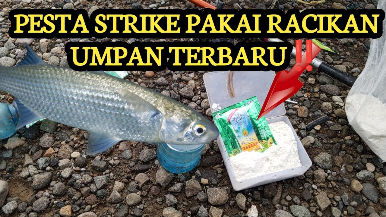 Di Luar Duga'an‼️Ternyata Pakai Racikan Umpan Ini Bisa Panen Ikan Belanak Spot Liaran