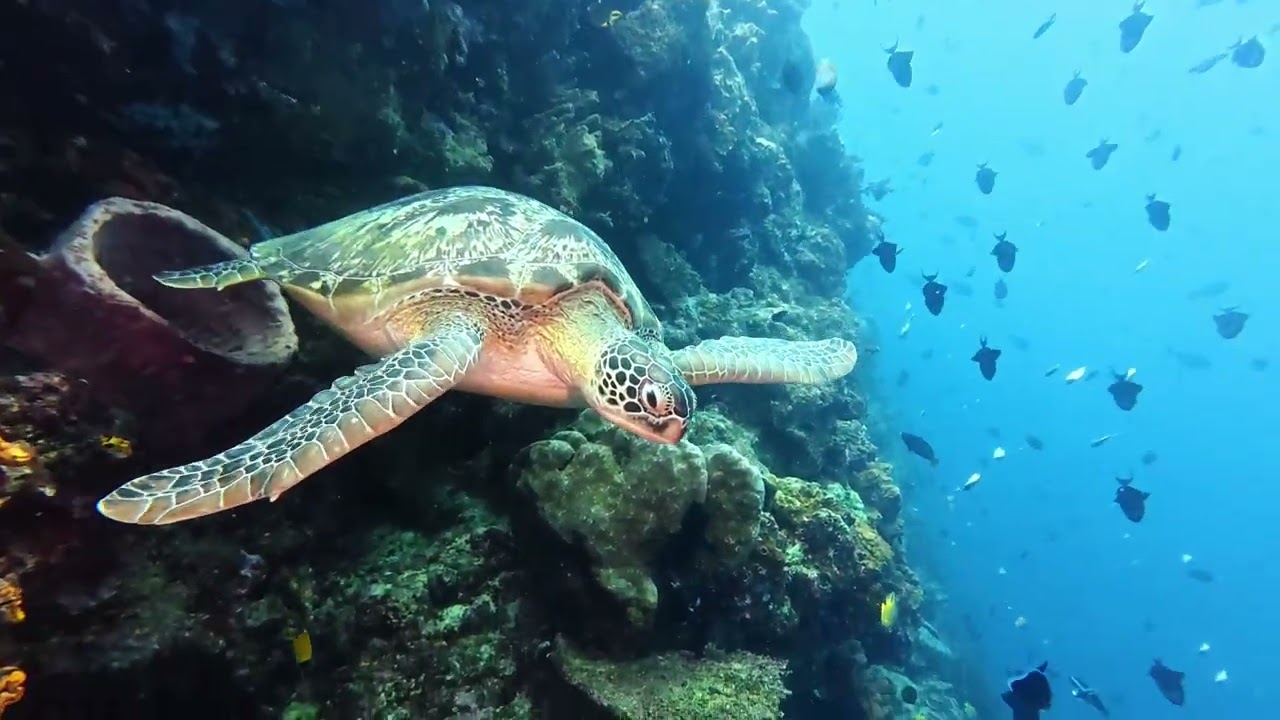 FREEDIVING WITH BUNAKEN'S TURTLES