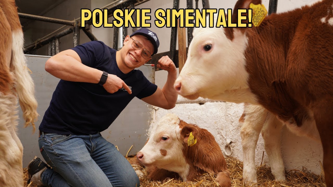 Czy polskie simentale są naprawdę takie niesamowite?