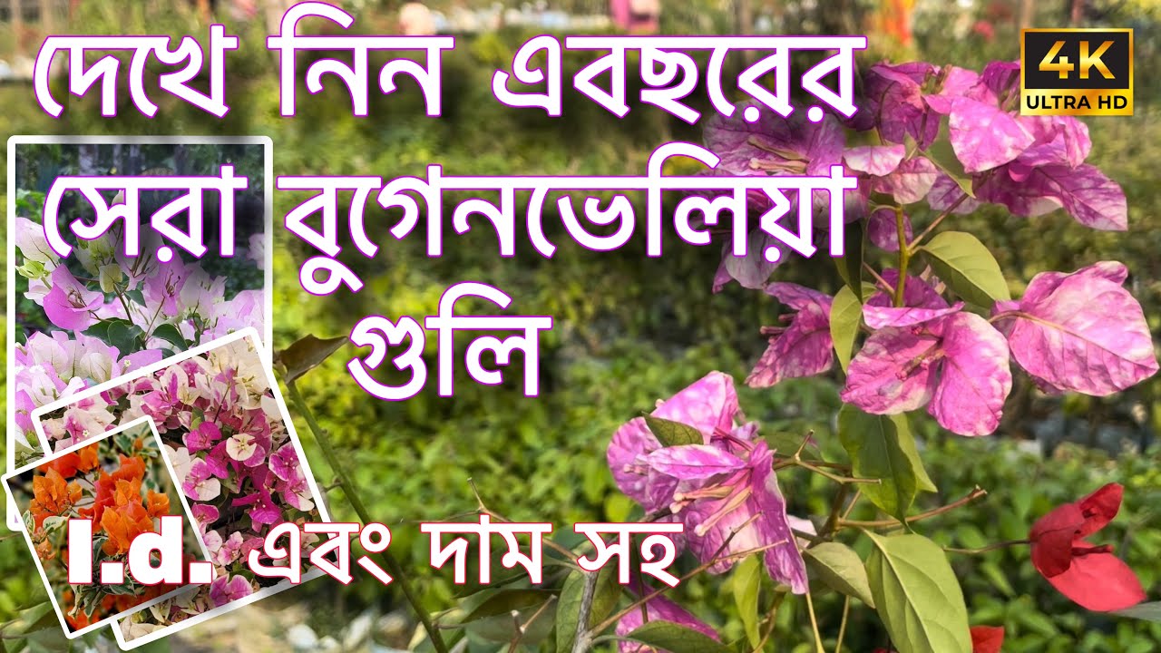 এত্তো রকমের বুগেনভেলিয়া😱 কোনটা ছেড়ে কোনটা নি⁉️🤦🏻‍♂️ (PART 2) #viral #nursery #gardening #garden