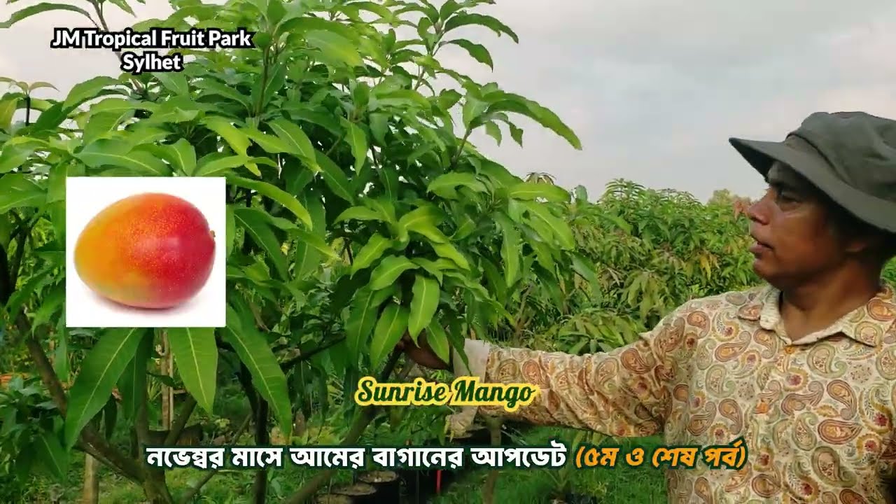 নভেম্বর মাসে আমের বাগানের আপডেট! (পঞ্চম ও শেষ পর্ব) JM Tropical Fruit Park, Sylhet #mango #আম