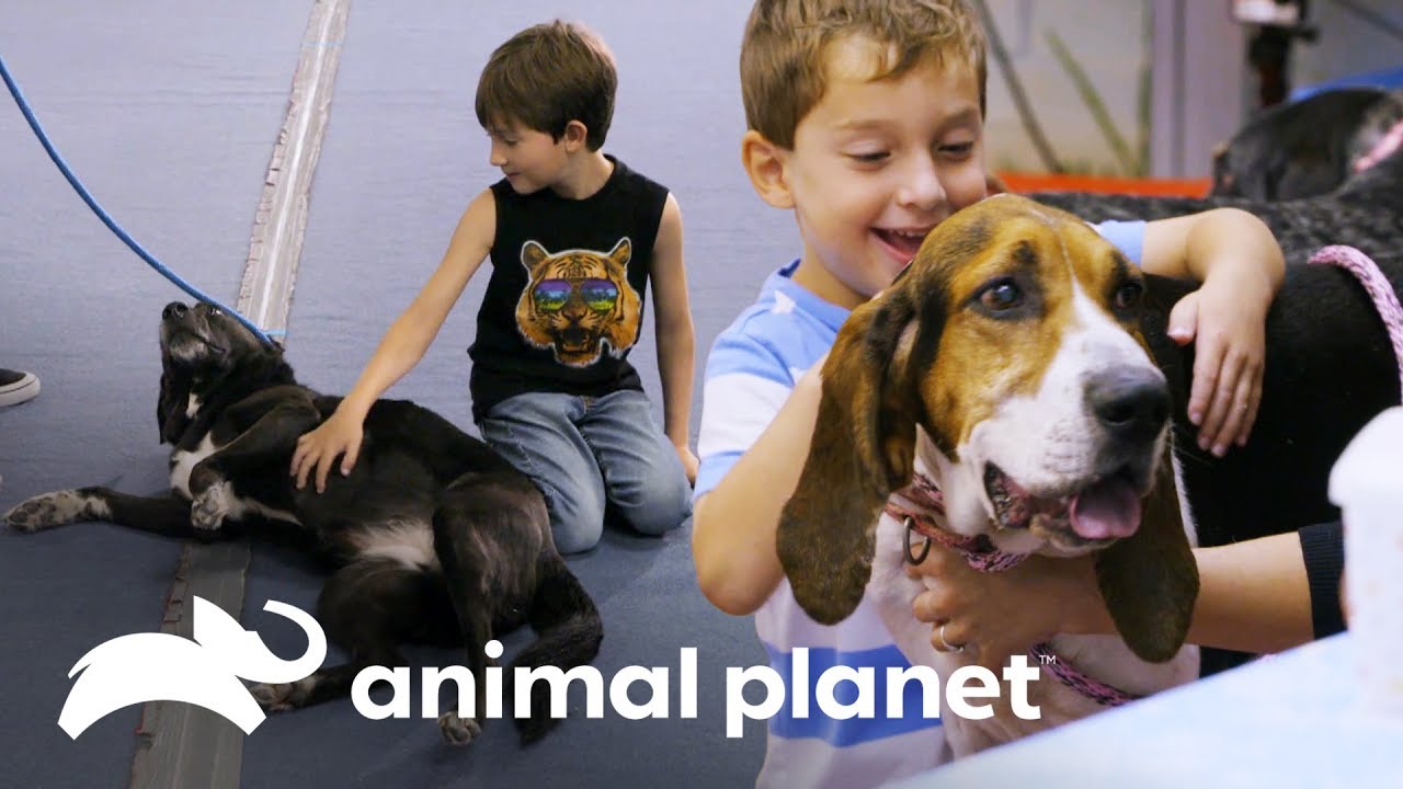 Encuentros de perros con niños | Pit bulls y convictos | Animal Planet