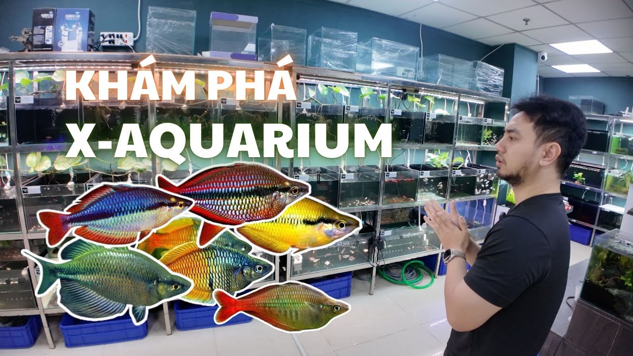 Khám phá X-Aquarium tiệm Cá Cảnh Thuỷ Sinh của anh Tiền Zoombie V4 | Cá Cầu Vồng & Tép Cảnh