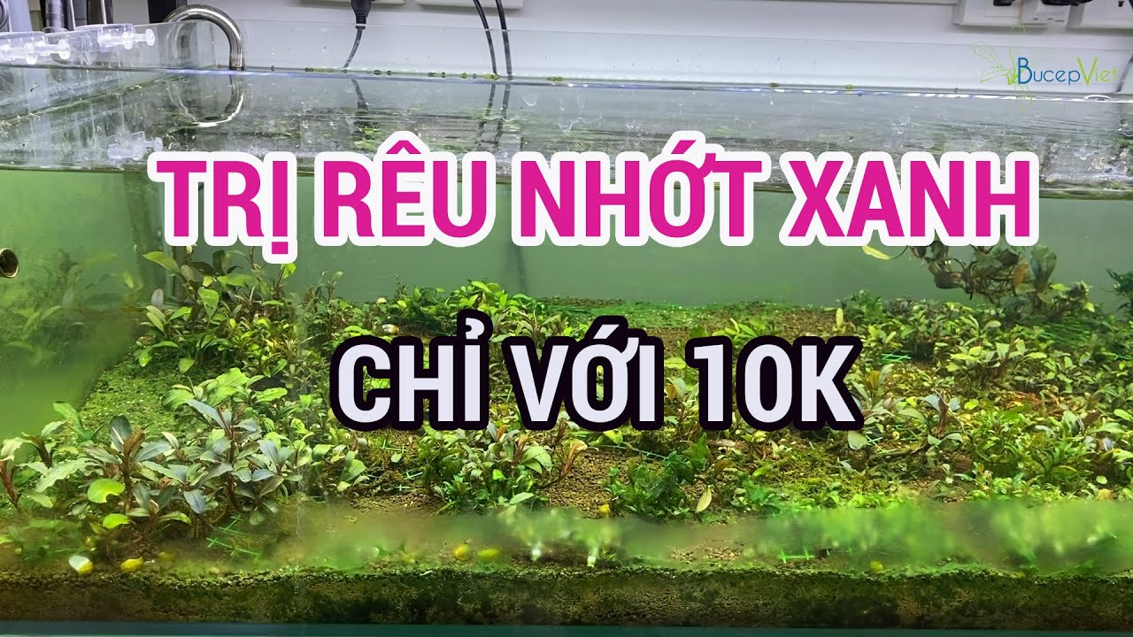Diệt Rêu Nhớt Xanh Chỉ Với 10k | Đơn Giản | Bucep Viet