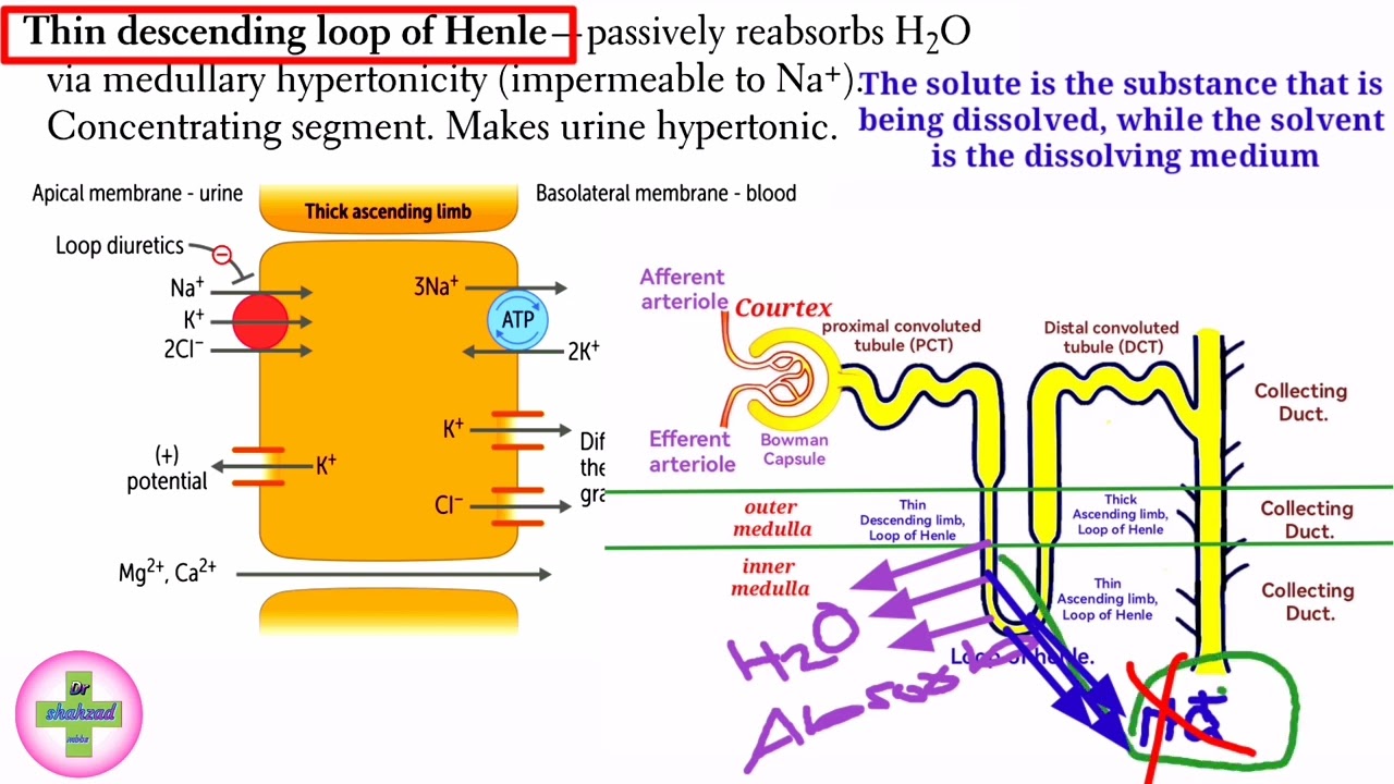 loop of Henle || thin descending loop of henle || renal physiology usmle step 1? Nephron Transport ?