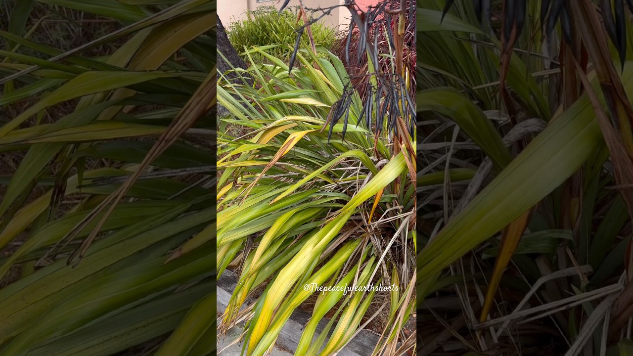 New Zealand Flax Plant in Forest | Beautiful Morning by Pacific Ocean 